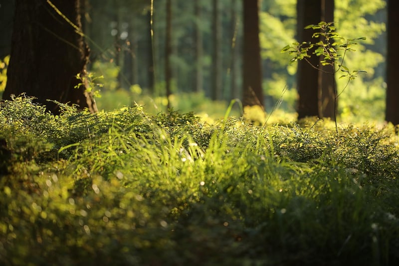 Forest Plants